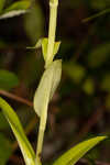 Longhorn bog orchid